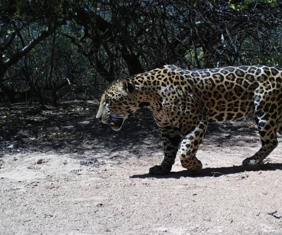 Un nuevo yaguareté fue registrado en el Parque Nacional Río Pilcomayo