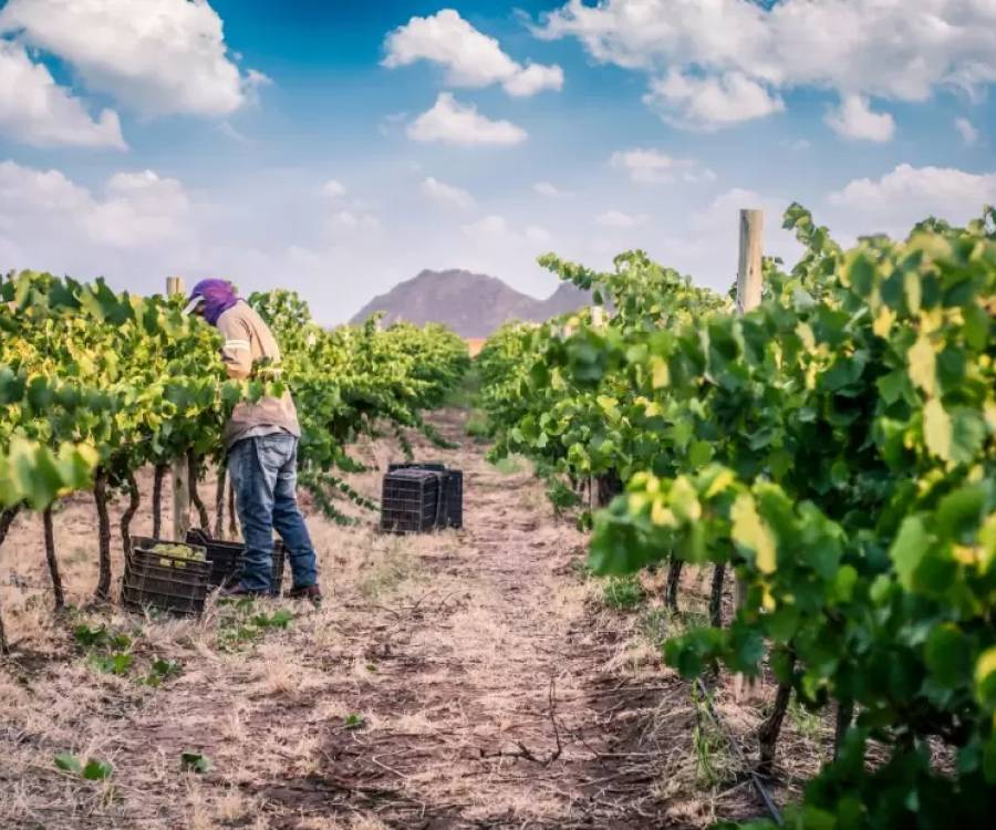 Catamarca impulsa su vitivinicultura con el Programa Federal