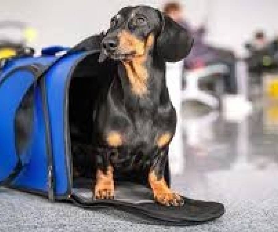 Mascotas: autorizan a viajar en trenes y micros de larga distancia