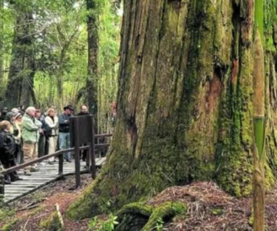 Incendios en Chubut: alarma por el alerce de más de 2600 años 