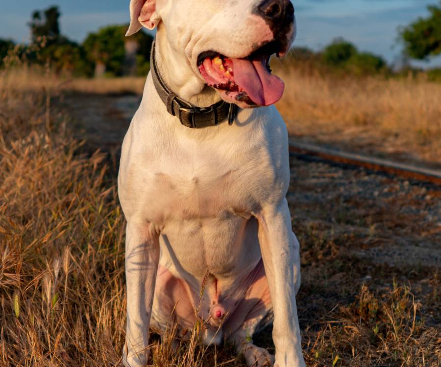 El perro de papá no es un peligro