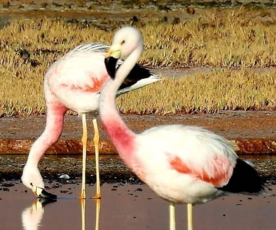 Provincia avanza con plan para preservar un paraíso de flamencos y biodiversidad