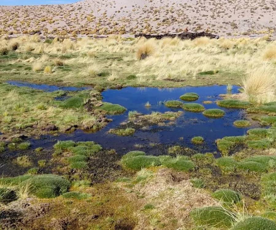 Minería y ambiente: avanzan tareas de revegetación en la Vega de Trapiche en Catamarca