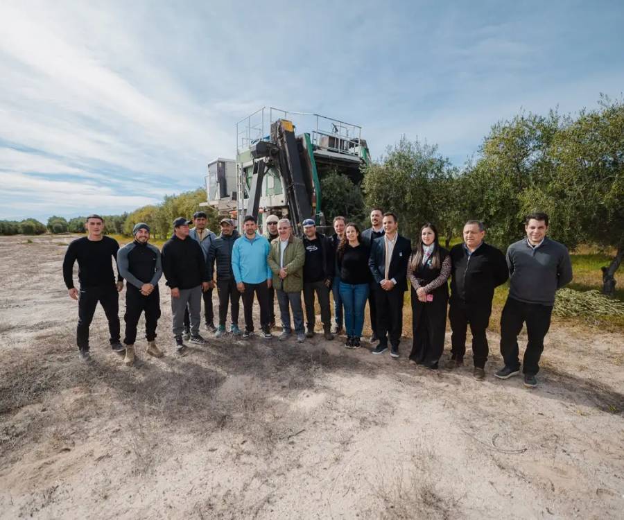 Crece la industria olivícola en los campos de Pomán
